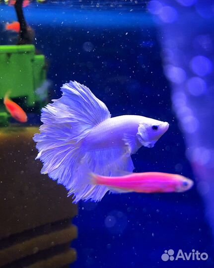 Петушок рыбка