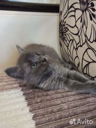 Кошки в добрые руки бесплатно