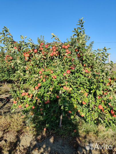 Саженцы яблони двухлетки