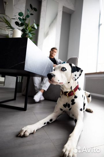 Собака/Далматинец для фотосессии/рекламы