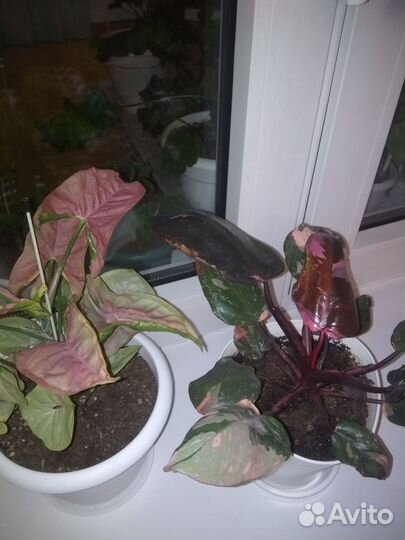 Филодендрон розовая принцесса