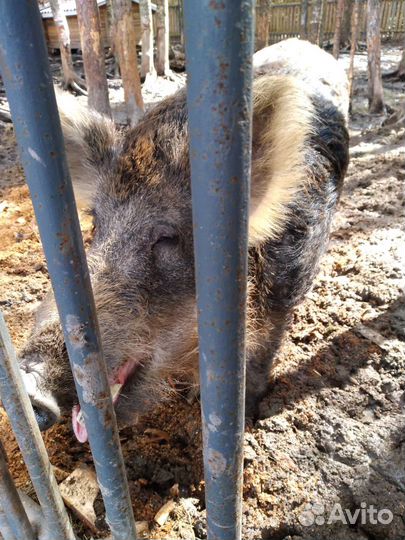 Дикий кабан