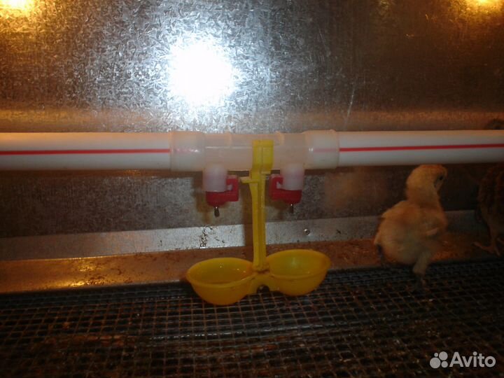 Делаю клетки и брудеры