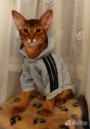 Абиссинский кот вязка