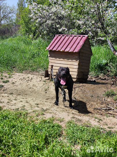 Питбуль вязка