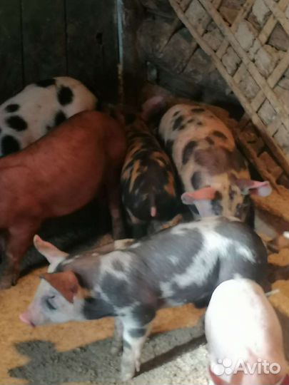 Продам поросят кб-дюрок