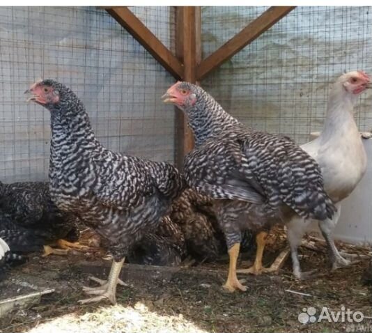 Породные куры-молодки
