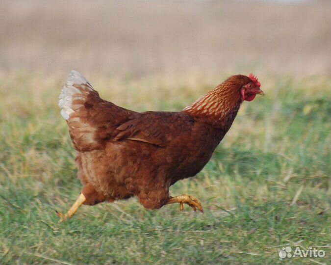 Куры Несушки