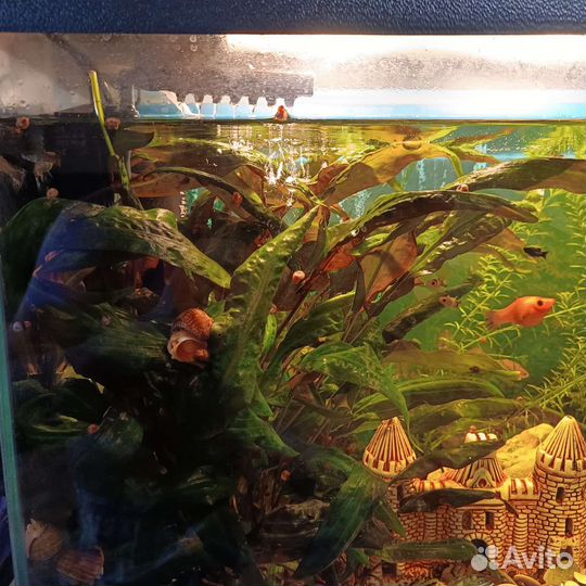 Аквариумные растения