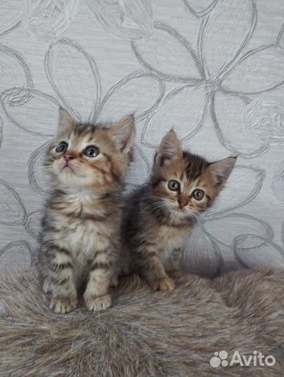 Кошки в добрые руки