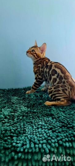 Красавцы и красавицы
