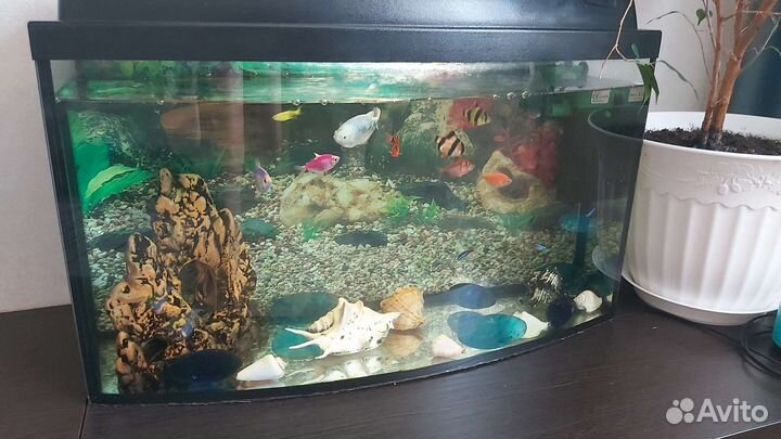 Аквариум вместе с рыбками