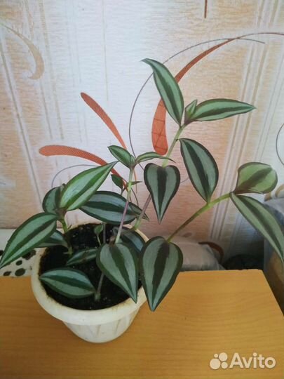 Традесканции