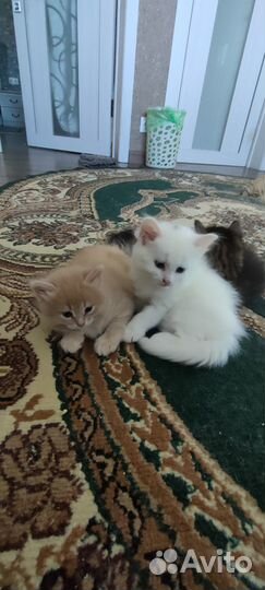 Котята отдам в добрые руки бесплатно