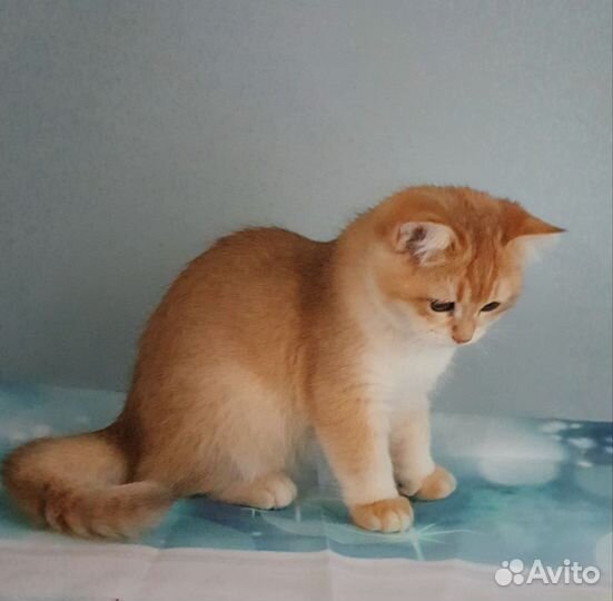 Золотые малыши