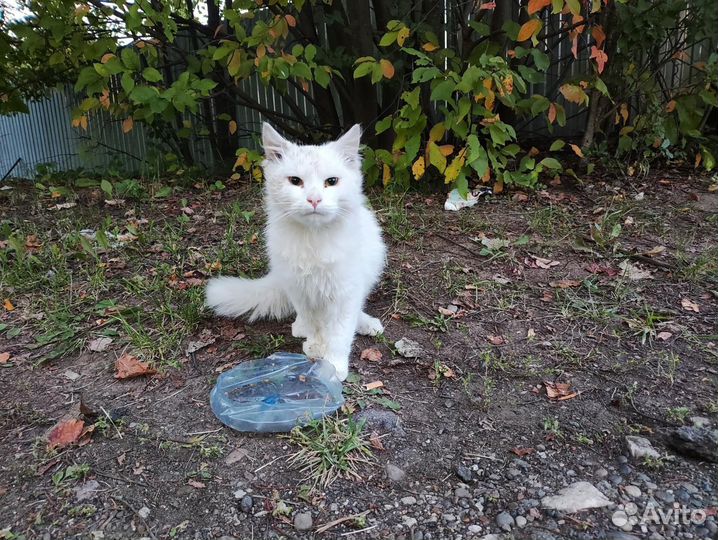 Шикарный кот брошен на СНТ на зиму