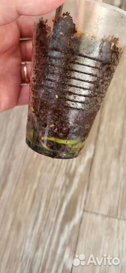 Аглаонема new картьер