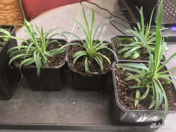 Гвоздика ампельная многолетняя