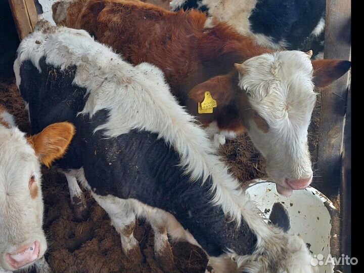 Бычки телята телки