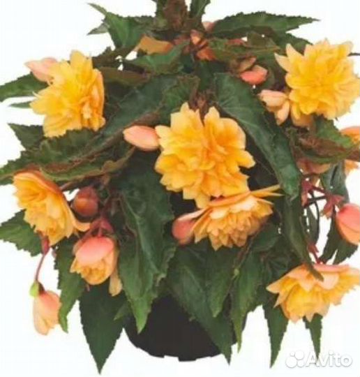 Бегония вечноцветущая и бегония беллекония