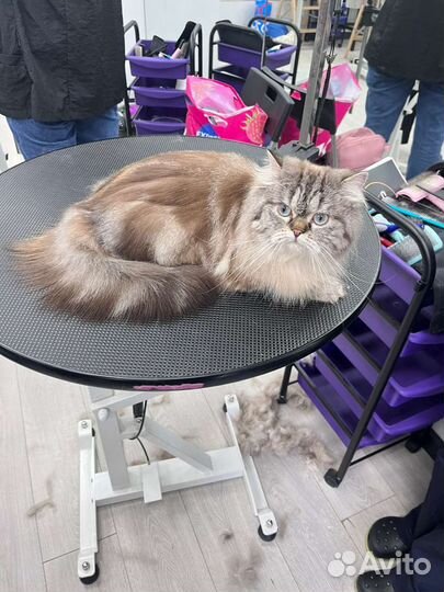 Хайленд скоттиш