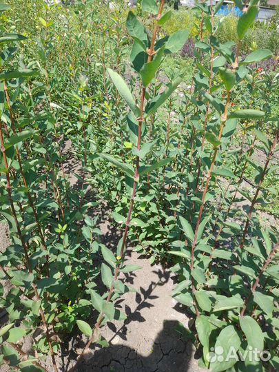 Жимолость сорт Колокольчик