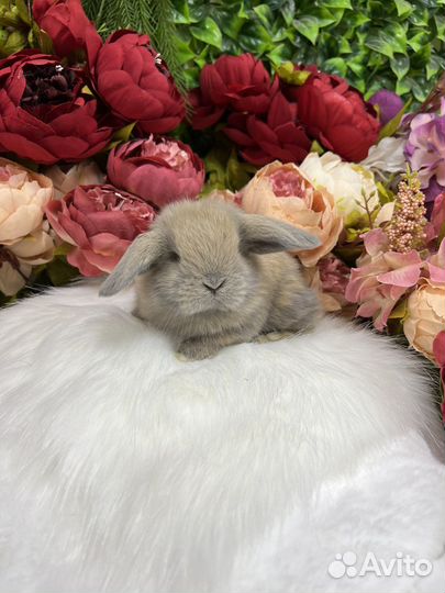 Крольчата кукольной внешности