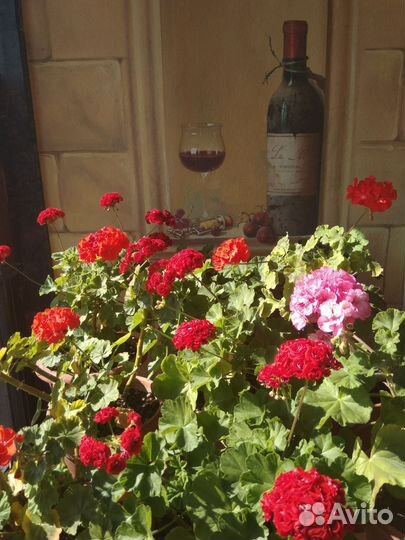 Герань пеларгония