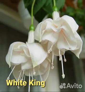 Фуксии сортовые