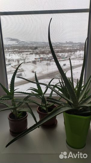 Алоэ лечебный