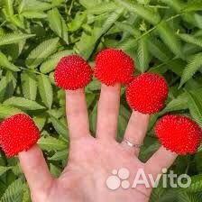 Тибетская малина саженцы