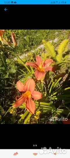 Лилейники сортовые