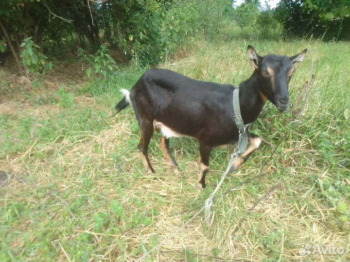 Козы дойные и козел
