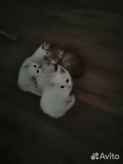Домашние животные кошки