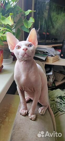 Разноглазый Котик сфинкс