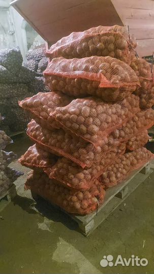 Продам картофель