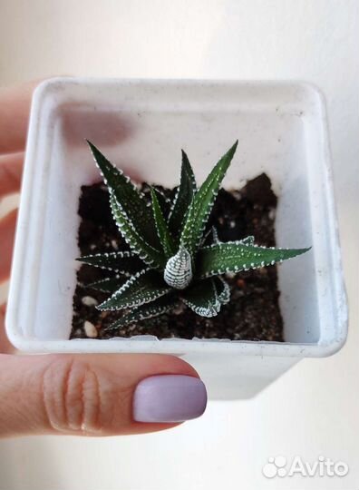 Хавортия полосатая в горшке