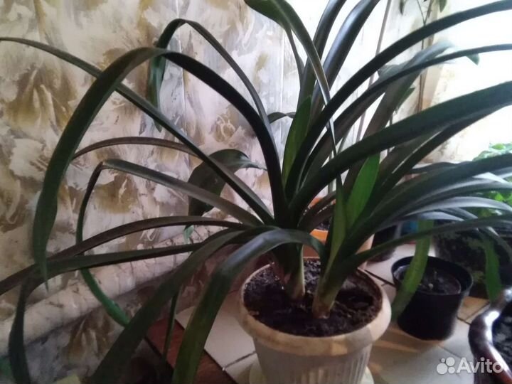 Кливия домашний цветок