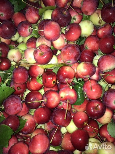 Ирга- ранетка