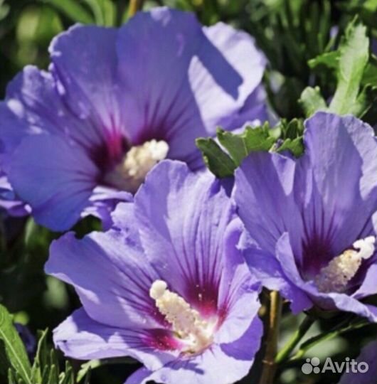 Гибискус сирийский