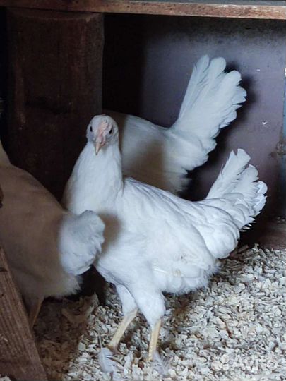 Куры молодки, Утята Муларды