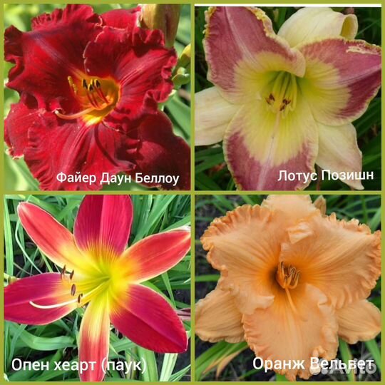 Саженцы лилейников