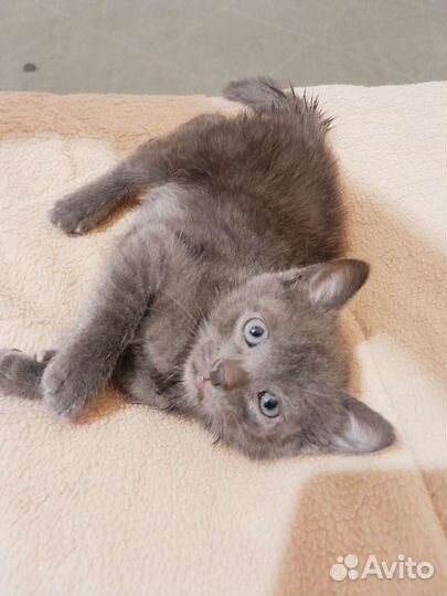 Отдам котят