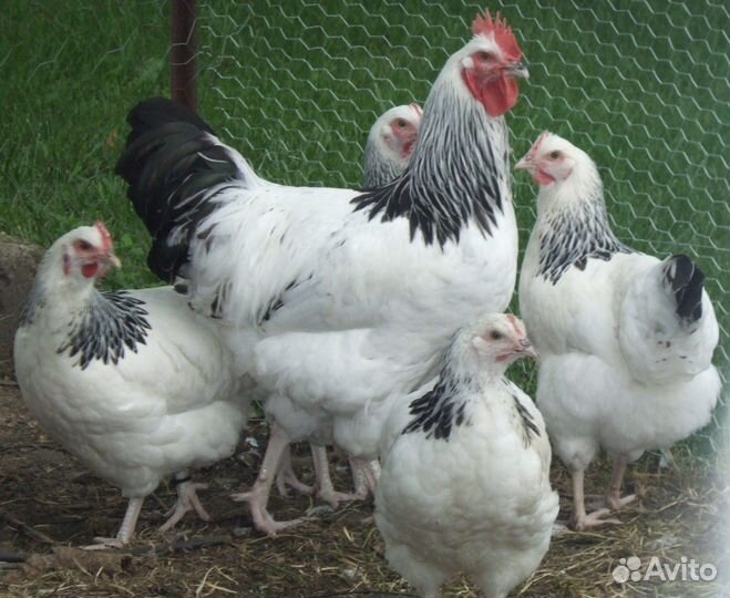Куры молодки несушки