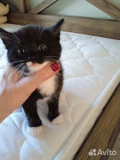 Кошка в дар