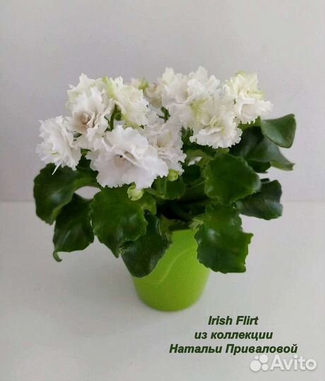 Детки и пасынки мини фиалок