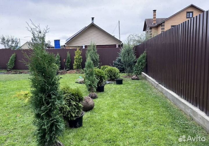 Можжевельник Блю Эрроу с бесплатной доставкой