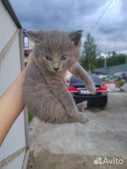Котята
