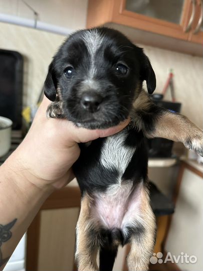 Щенки спаниеля