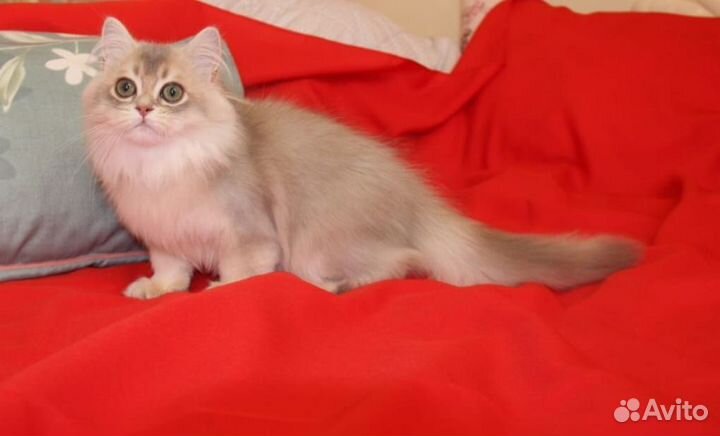 Шотландский кот